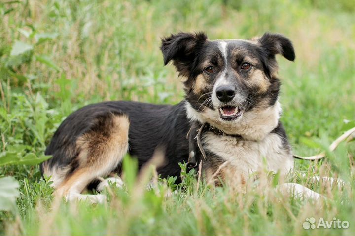 Собака в добрые руки