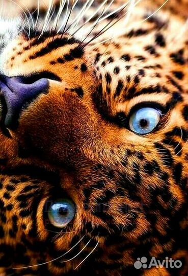 Картина по номерам 40x50 Ясный взгляд