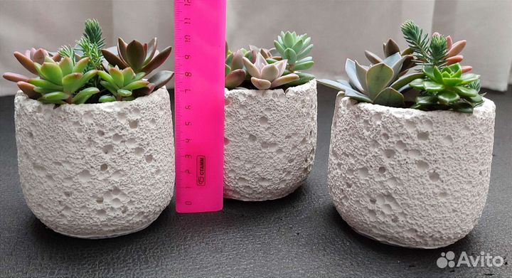 Суккуленты