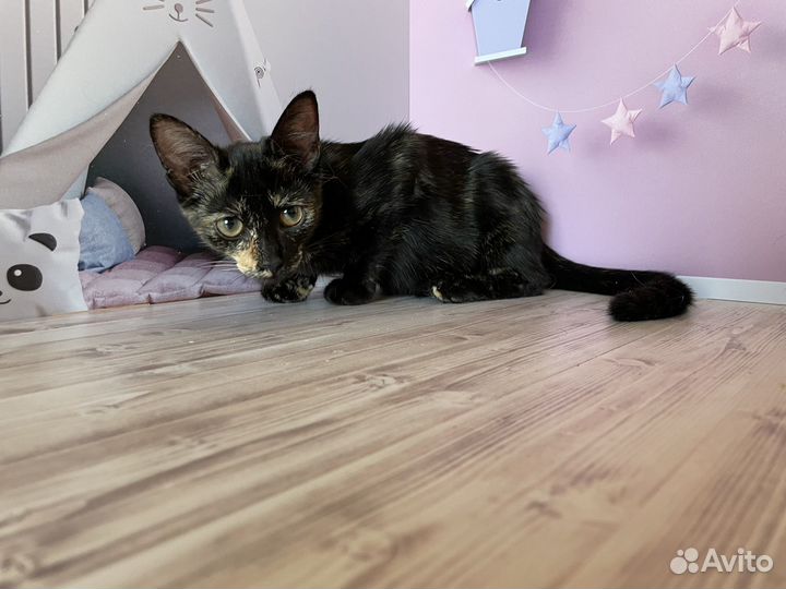 Чепепаховая девочка котенок