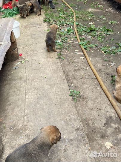 Маленькие щенки в добрые рук