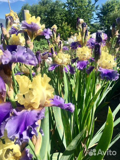 Ирис набор из 5 штук