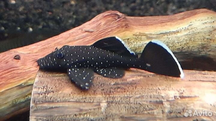 Лорикариевые номерные L сомы,цихлиды, корма,гуппи