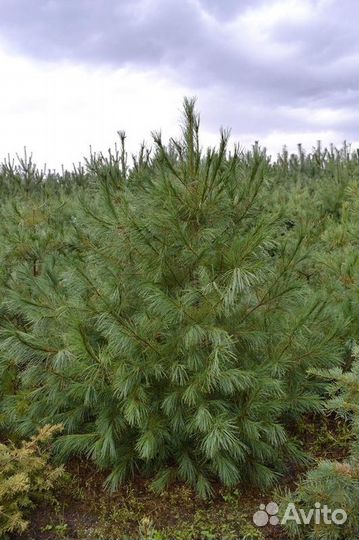 Сосна веймутова Pinus strobus