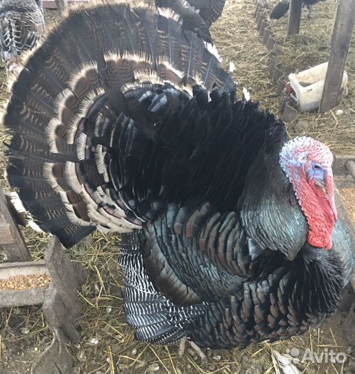 Индюки(читайте описание)