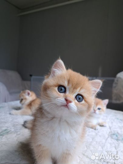 Британская золотая шиншилла