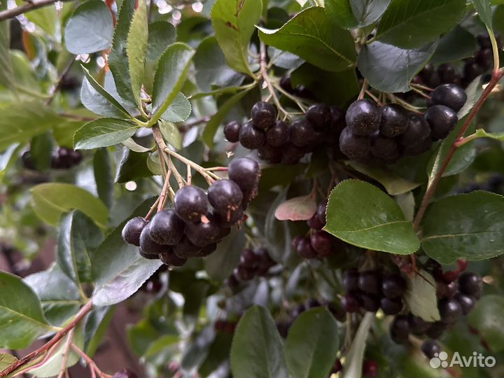 Черноплодка черноплодная рябина