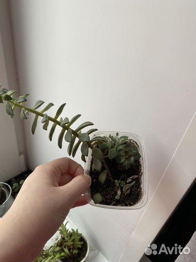 Суккуленты