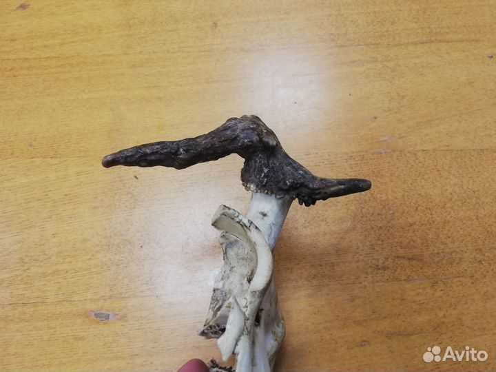 Череп лося, с рогами