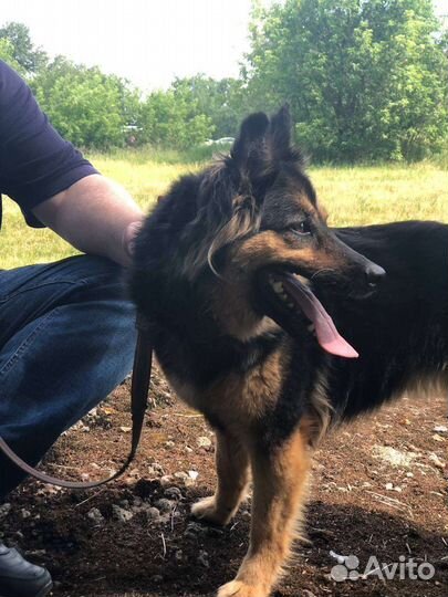 Маленькую Грету предали и бросили хозяева