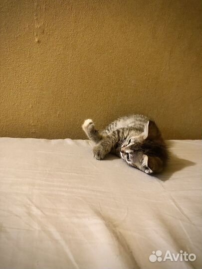 Котята манчкин