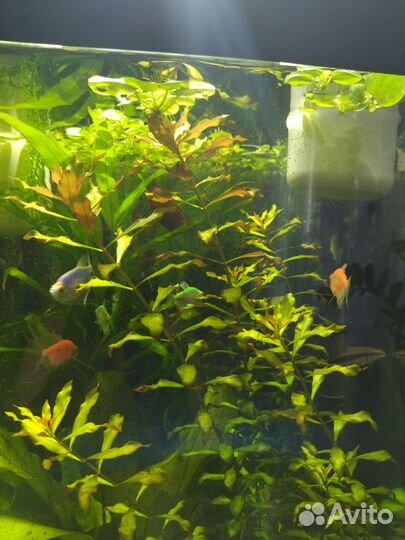 Аквариумное растение