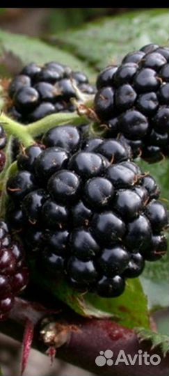 Саженцы плодовых