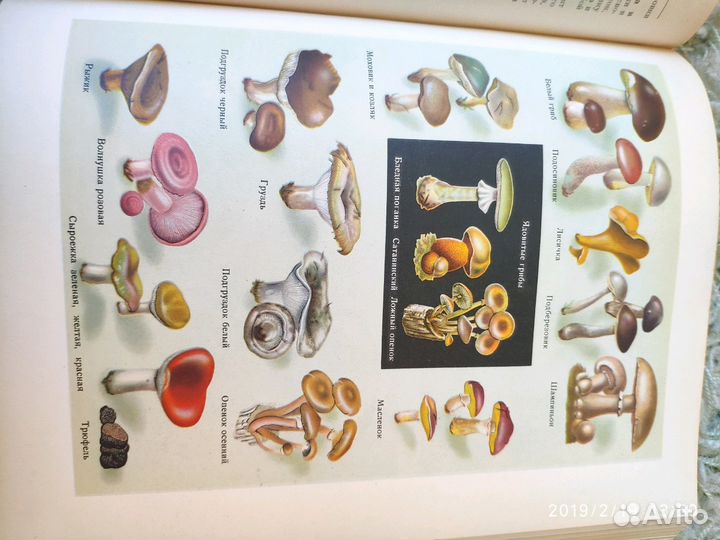 Кулинария 1955 г