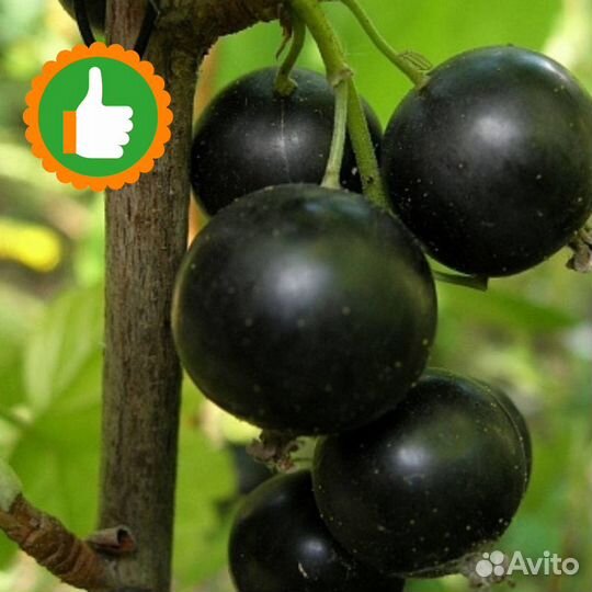 Саженцы Смородина черная Добрыня