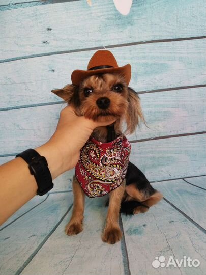 Йорк мини вязка