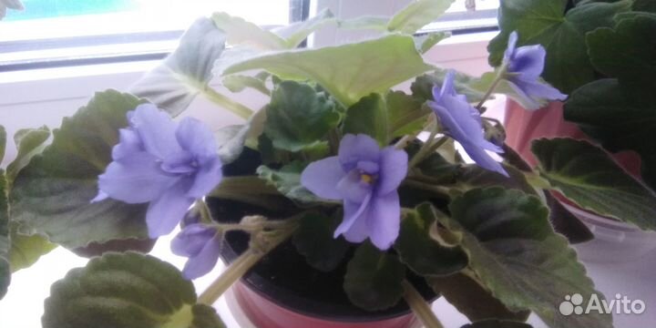 Фиалки синий и голубой цвета