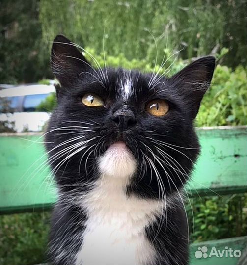 Кошечка для частного дома