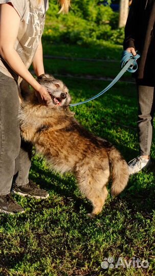 Собака-улыбака Шерочка ищет друга