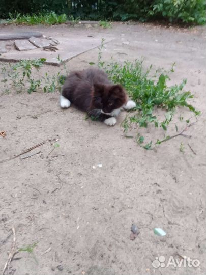 Котенок бесплатно