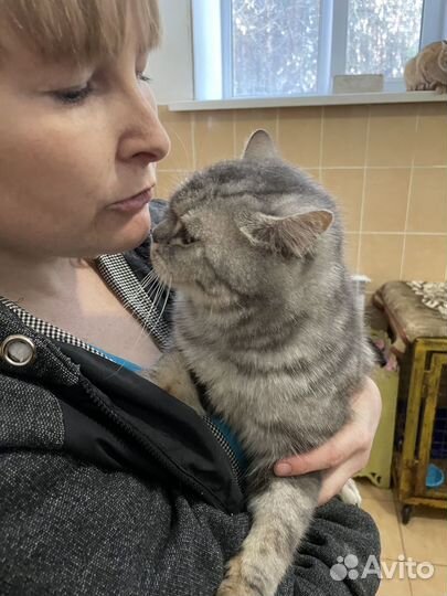 В приюте настоящий Шотландский