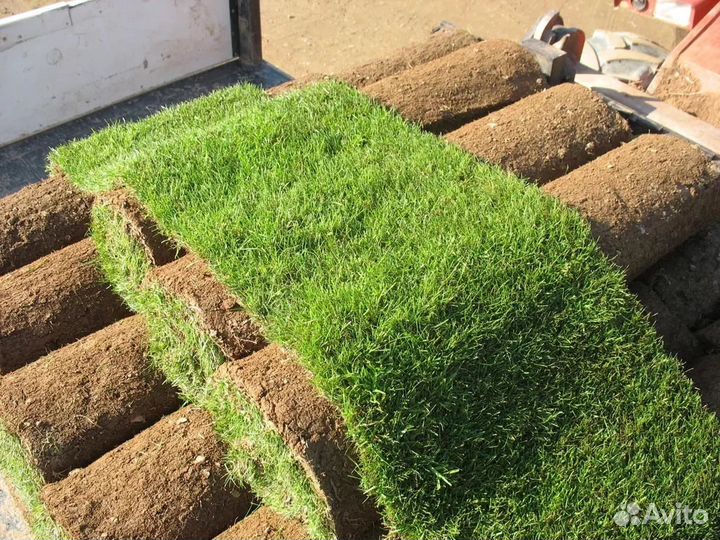 Рулонный газон от 30м2