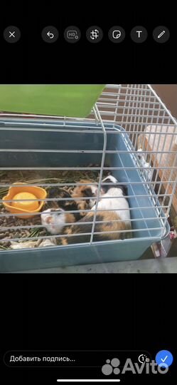 Морские свинки семья