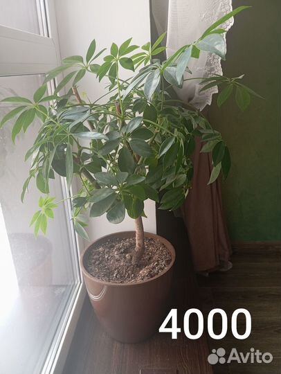 Цветы комнатные