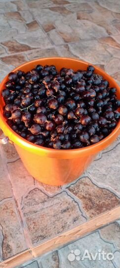 Йошта ягоды