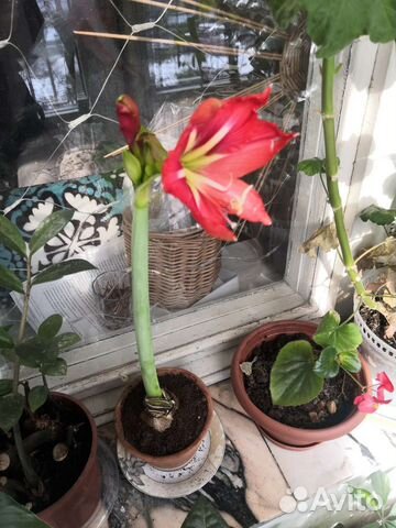 Гиппеаструм. Амариллис детки