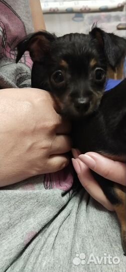 Той-терьер щенки