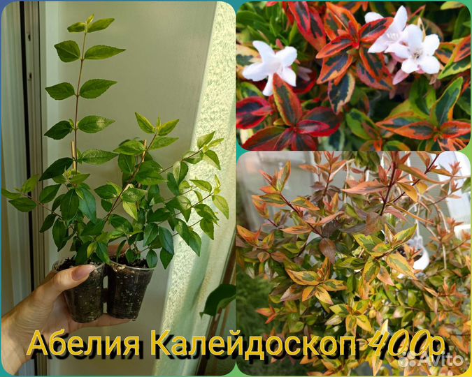 Комнатные красивоцветущие растения