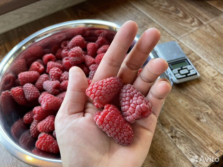 Малина Пшехиба,Маравилла,Амира,Делнива,Соколица