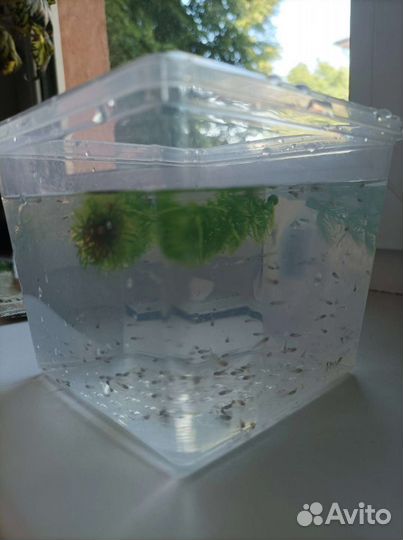 Аквариумные рыбки:меченосцыгуппимоллинезияпецилия