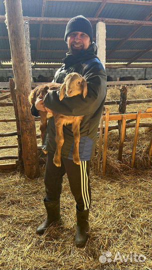 Ярочки и баранчики гиссары