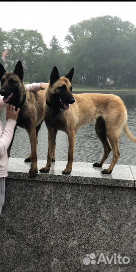 Бельгийская овчарка Щенки бесплатно