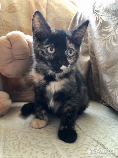 Игривый котенок в добрые руки