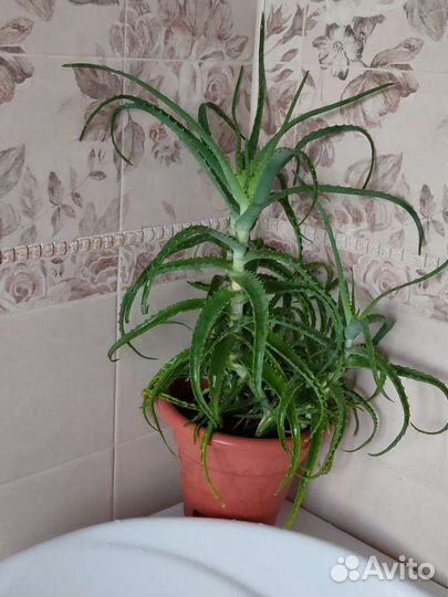 Алоэ (столетник)