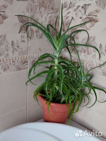 Алоэ (столетник)