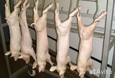 Молочный поросёнок