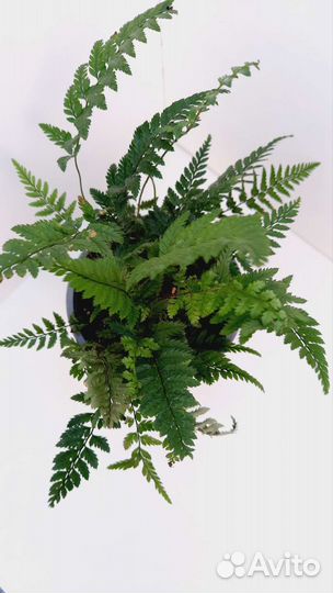 Мухоловки и папоротники