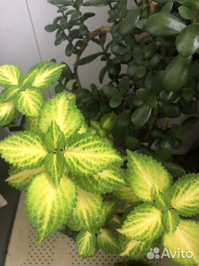 Свежие срезы колеусов