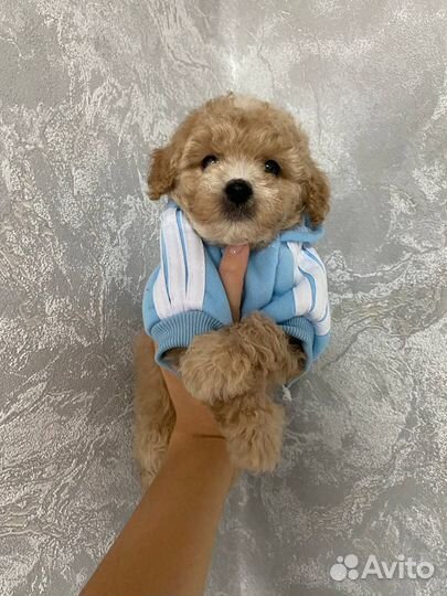 Девочка мальтипу