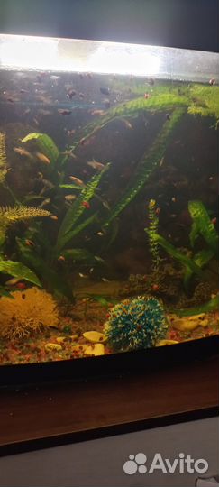 Отдам бесплатно рыбок