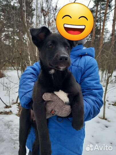 Нашли щенка в лесу отдадим в добрые руки