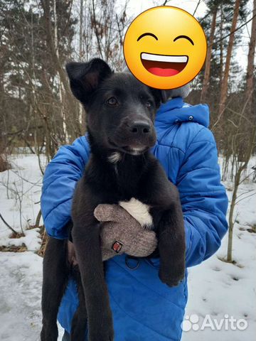 Нашли щенка в лесу отдадим в добрые руки