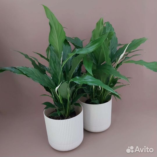 Спатифиллум Доставка растений Тюмень