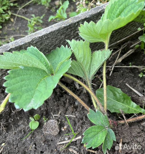 Рассада клубники альба