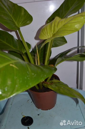 Филодендрон ruay thong