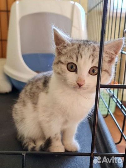Котёнок 1.5 месяца
